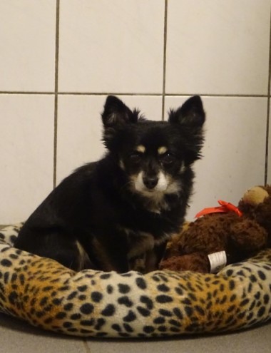 Dierenpension Ex-Kuus Casteren afbeelding 3